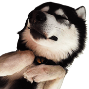 SourceCode's Dog