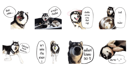 SourceCode's Dog