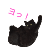 Chocolate's everyday one's volume