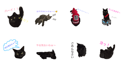 Chocolate's everyday one's volume