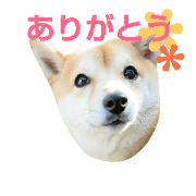 Mame shiba Hana chan