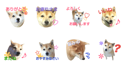 Mame shiba Hana chan