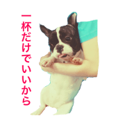 French Bulldog Tikuwa chan