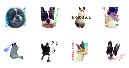 French Bulldog Tikuwa chan