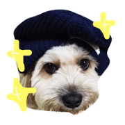 mix dog Ryoma 2
