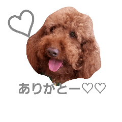 A.Labradoodle