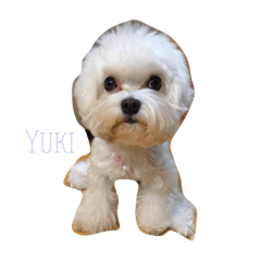 Ashily Yuki
