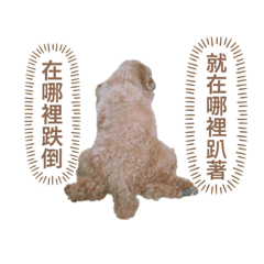 糖糖 紫紫