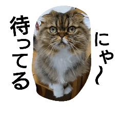cat smile :)