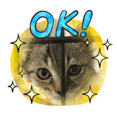 かわいい猫 動物 Lineクリエイターズスタンプ Stamplist