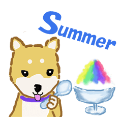 Summer Shiba Dog