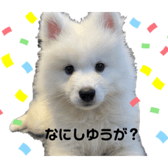 サモエドのエド 土佐弁 Lineクリエイターズスタンプ Stamplist サモエドのエド 土佐弁 Lineクリエイターズスタンプ Stamplist