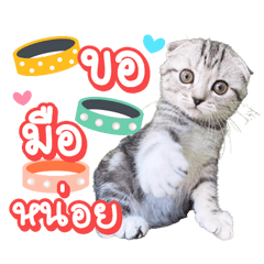 Hirunfamilycat v.1