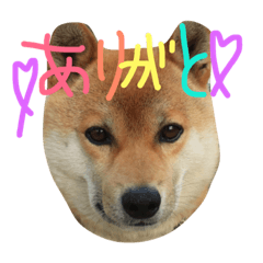 Shibainu KORO