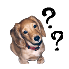 Dog@luke