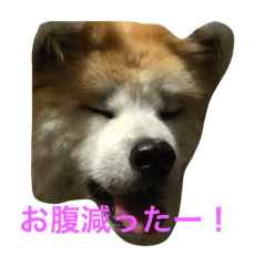 Akita Dog's