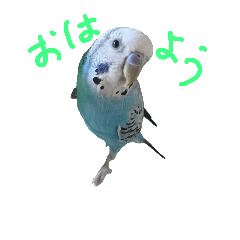 Line stickers of the budgerigars.