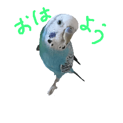 セキセイインコのフォトラインスタンプ Line スタンプ Line Store