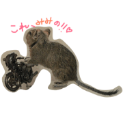 degu mimitan degu mimitan