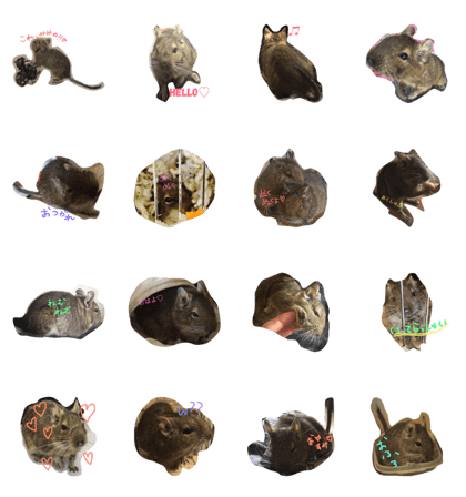 degu mimitan degu mimitan