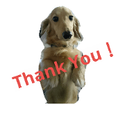 dachshund taro dachshund taro