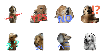 dachshund taro dachshund taro