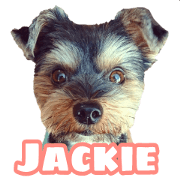 twinkle Jackie Yorkshireterrier twinkle Jackie Yorkshireterrier