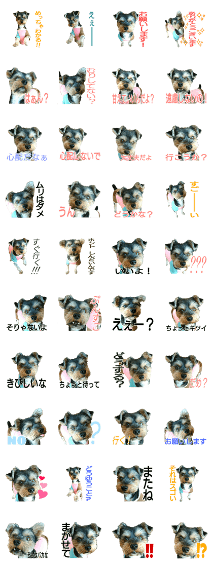 twinkle Jackie Yorkshireterrier twinkle Jackie Yorkshireterrier