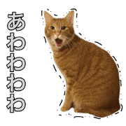 THE TORASUKE THE TORASUKE