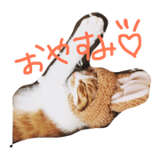 inunecostampy inunecostampy