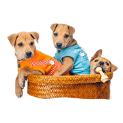 Krapao Hormok Lhong Krapao Hormok Lhong