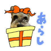 My lovely Miniature Schnauzer My lovely Miniature Schnauzer