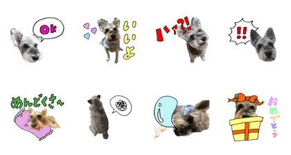 My lovely Miniature Schnauzer My lovely Miniature Schnauzer