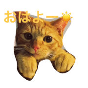 copan neco copan neco