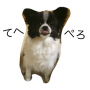 Franky Stamp Franky Stamp