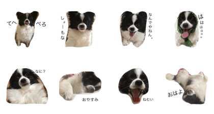 Franky Stamp Franky Stamp