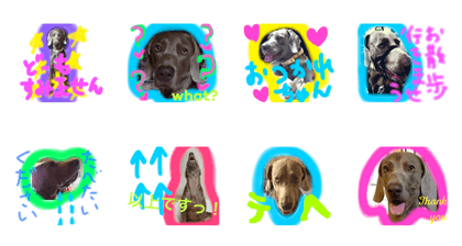 Weimaraner in Nagoya Japan Weimaraner in Nagoya Japan