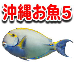 沖縄お魚5