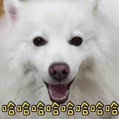 賴財財狐狸犬的動態貼圖