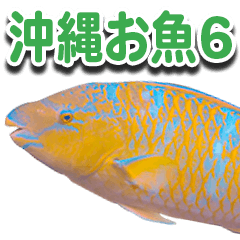 Okinawa's saltwater fish 6