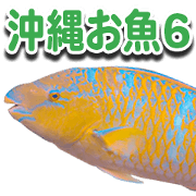 Okinawa's saltwater fish 6 Okinawa's saltwater fish 6