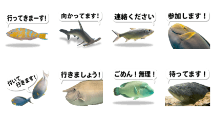 Okinawa's saltwater fish 6 Okinawa's saltwater fish 6