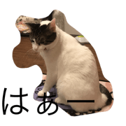 Neko's Tak daily Neko's Tak daily