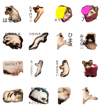 Neko's Tak daily Neko's Tak daily