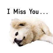 Cute Little Doggies Cute Little Doggies