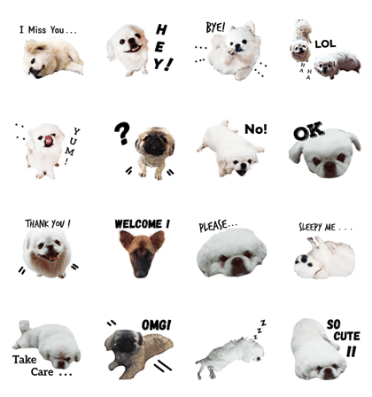 Cute Little Doggies Cute Little Doggies