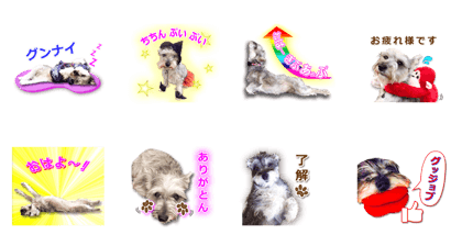 M-Schnauzer Skura Daily conversation