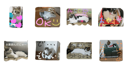 pupuiseveryday pupuiseveryday