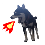 ponyo ,tutu and ricky