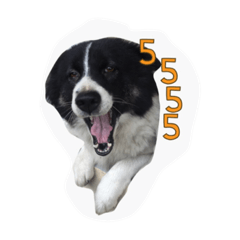 dog my friend